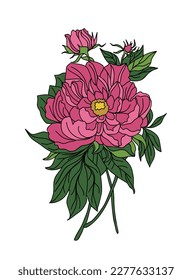 Peony November birth month flower colorful vector.