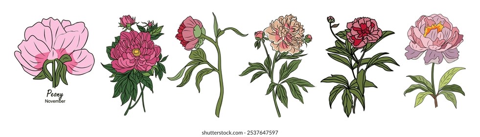 Peony, novembro Mês de nascimento flor colorido vetor ilustrações conjunto isolado no fundo branco. Design minimalista moderno floral para logotipo, tatuagem, arte de parede, cartaz, embalagem, adesivos, impressões