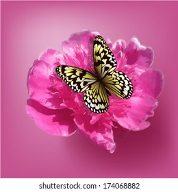 peony on a pink background with butterfly. Vector