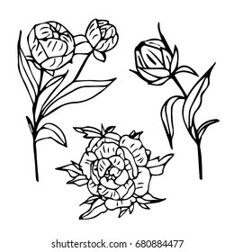 Peony on white background illustration. Doodle style. Design icon, print, logo, poster, symbol, decor, textile, paper, card. 