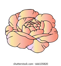 Peony on white background vector illustration. Doodle style. Design icon, print, logo, poster, symbol, decor, textile, paper, card. 