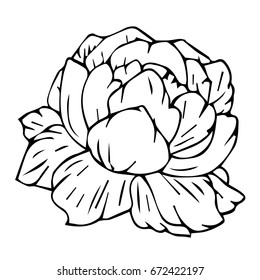 Peony on white background vector illustration. Doodle style. Design icon, print, logo, poster, symbol, decor, textile, paper, card. 