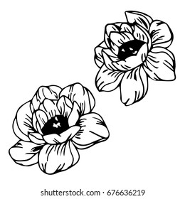 Peony on white background vector illustration. Doodle style. Design icon, print, logo, poster, symbol, decor, textile, paper, card. 