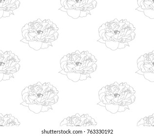 Peony on White Background. Vector Illustration.
