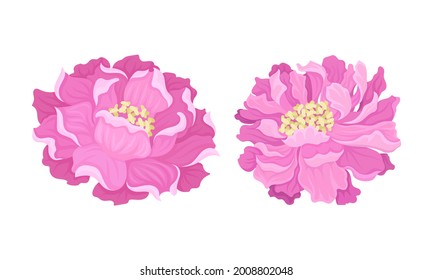 Peony Open Flower Bud with Showy Pink Petals and Stamens Vector Set