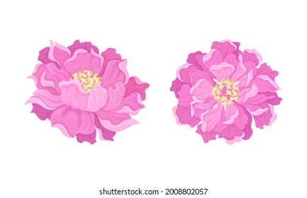 Peony Open Flower Bud with Showy Pink Petals and Stamens Vector Set