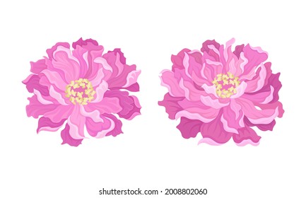 Peony Open Flower Bud with Showy Pink Petals and Stamens Vector Set