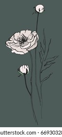 Peony outline