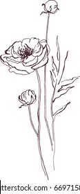 Peony outline