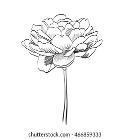 peony pattern vector