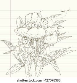 peony root flower sketches