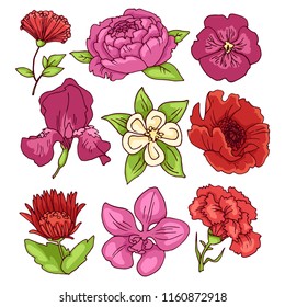 Peony, rose, carnation, orchid, violet, poppy, iris - a set of color vector drawings.