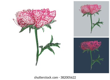 Peony rose flower sketch vector image. Beautiful peony rose flower sketch on white background