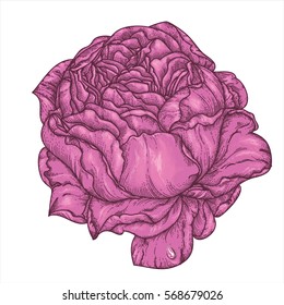 Peony or rose flower in victorian etching style. Tattoo, Boho print, poster, t-shirt. textiles. Highly detailed. Hand-drawn, retro card design. Isolated vector illustration