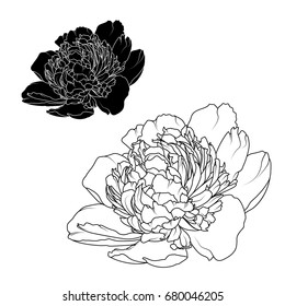 Peony rose flowers black and white contrast isolated design elements. Detailed outline sketch drawing. Botanical vector design illustration.