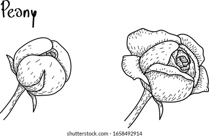 Vektorillustration Schwarz-Weiß