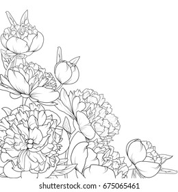 Peony rose garden spring summer flowers black and white detailed outline sketch drawing. Corner border frame decoration element composition. Vector design illustration.