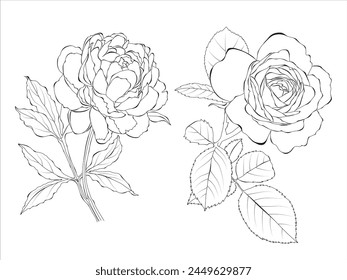 Pfingstrose und Rose Linie Kunst, Umriss Illustration. Blumen Umriss isoliert auf weißem Hintergrund. Handgemalte Linie Kunst botanische Illustration.