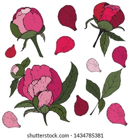 Peony set. Botanical Illustration. Vector illustration