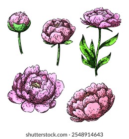 Conjunto de peonía dibujado a mano. Bloom Garden, fragancia rosa, bosquejo de Vector de peonía de la flor de cogollo. ilustración a color aislada