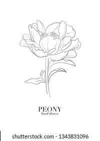 Peony sketch wedding illustration. White black floral design for cosmetics, perfume, beauty care products. Can be used as greeting card, wedding invitation.