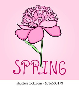  Peony. Spring.
Greeting card flowers.– stock illustration