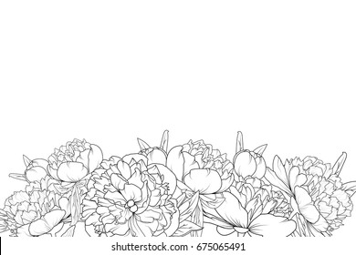 Peony spring summer flowers shrub bloom blossom black and white detailed outline sketch drawing. Bottom border frame horizontal landscape layout. Vector design illustration. Vintage style.