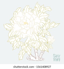 Peony tree branch with flowers in the style of Chinese painting on silk. Elements for design. Colored vector illustration. Isolated on white background..
