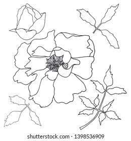 Peony tree hand drawn monochrome sketch. Flower thin outline design element stock vector illustration for web, for print