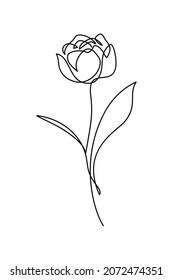 Peony tulip in continuous line art drawing style. Beautiful double flower tulip black linear sketch isolated on white background. Vector illustration