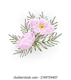Disposición vectorial peony. Antecedentes realistas con flores y hojas rosadas. Hand dibujó la ilustración aislada del verano sobre el fondo blanco.