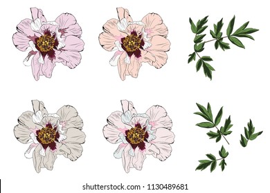 Peony Vector Clip Art Set of 4  Flowers and leaves.