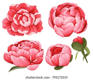 Peony Vector Clip Art Set of 5 Red Flowers image