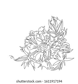 peony. vector contour image with one continuous line. a picture of a flower outline