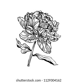 Peony. Vector hand drawn illustration.