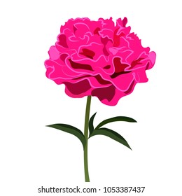 Peony Vector Illustration