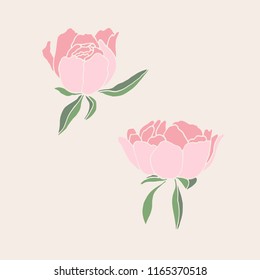 Peony vector illustration