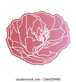 Peony vector illustration