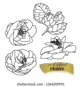 Peony vector illustration