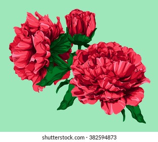Peony. Vector illustration