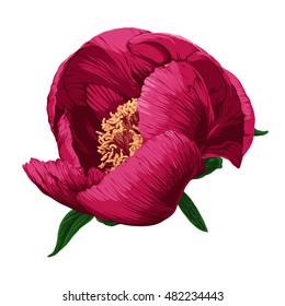 Peony. Vector illustration