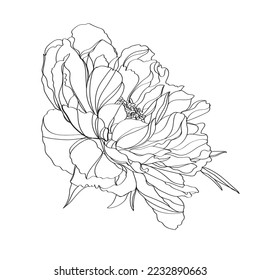 Peony vector illustration. Black and white floral vector illustration of a peony