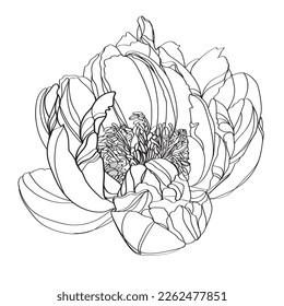 Peony vector illustration. Black and white floral vector illustration of a peony