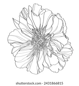 Peony vector illustration. Black and white floral vector illustration of a peony