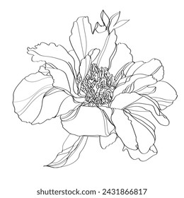 Pfingstrosenvektor-Illustration. Schwarz-Weiß-Blumenvektor-Illustration einer Pfingstrose