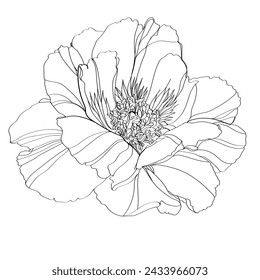 Peony vector illustration. Black and white floral vector illustration of a peony