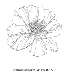 Peony vector illustration. Black and white floral vector illustration of a peony