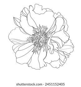 Peony vector illustration. Black and white floral vector illustration of a peony