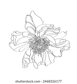 Peony vector illustration. Black and white floral vector illustration of a peony