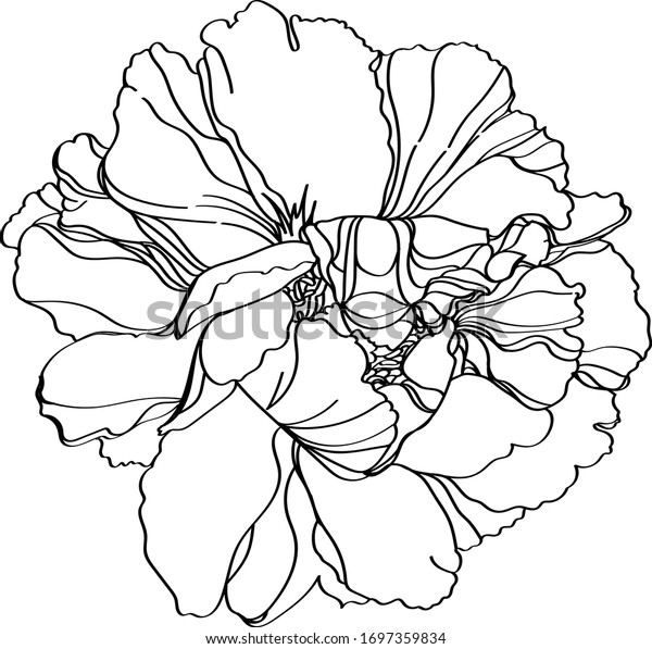 牡丹のベクターイラスト 牡丹の白黒の花柄のベクターイラスト のベクター画像素材 ロイヤリティフリー